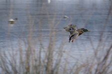 Vol synchro