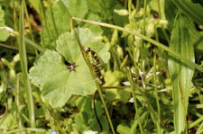 Reproduction de syrphidés