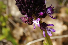 Fleur d