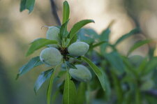 Jeunes amandes
