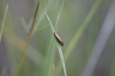 Coleophora sp.