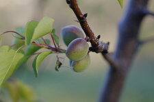 Jeunes abricots
