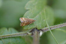 Papillon