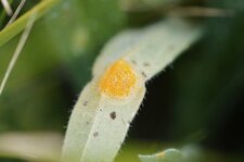 Champignon parasite ?