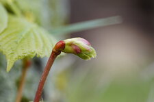 Feuille en devenir