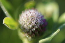 Fleur de trèfle des prés