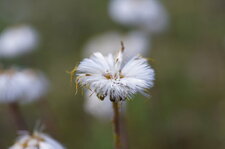 Tussilage