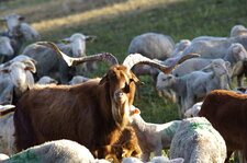 Bouc