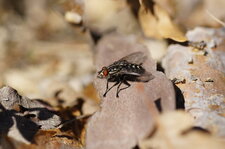 Mouche à damier