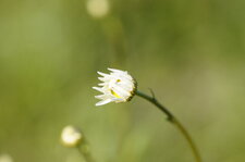 Eclosion d