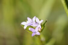 Fleur de shérardie des champs
