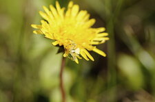 Ebrechtella tricuspidata