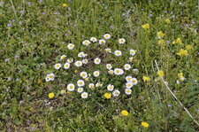 Pâquerettes annuelles