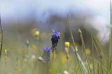 Muscari botryoïde