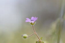 Géranium mou