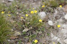Hélianthème à feuilles de marum - sous réserve