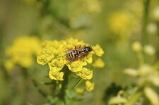 Polistes dominulus