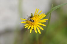 Syrphe didea fasciata - sous réserve