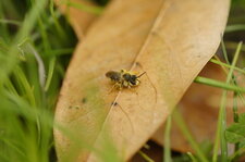 Abeille solitaire