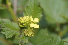 Fleur de moutarde des champs