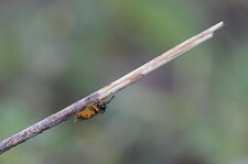 Tenthrède sp.