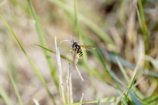 Chrysotoxe prudente