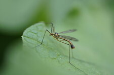 Nephrotoma appendiculata