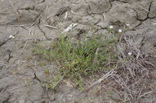 Inconnu de Camargue (1)