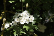 Fleurs d
