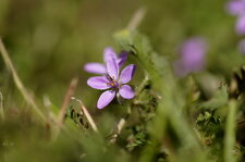 Erodium Bec-de-grue