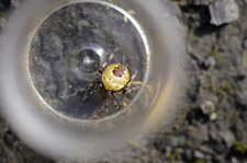 Araneus marmoreus