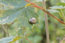 Escargot des haies
