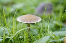 Ombelle champignonesque