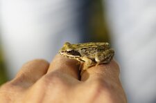 Grenouille rousse