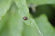 Coccinelle asiatique