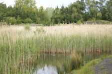 Roselière