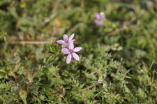 Erodium Bec-de-grue