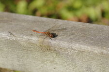 Sympetrum striolatum - mâle
