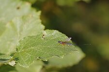 Ichneumon sp.