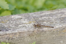 Sympetrum striolatum - femelle