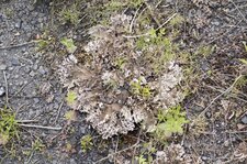 Lichen