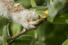 Chenille douillette