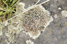 Lichen