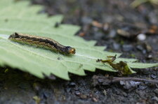 Chenille d