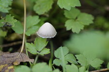 Champignon