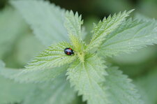 Harmonia axyridis