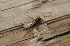 Tenthredo sp. ou Nematus sp.