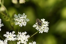 Abeille mellifère