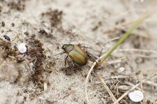 Coléoptère inconnu