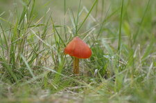 Petit champignon - suite